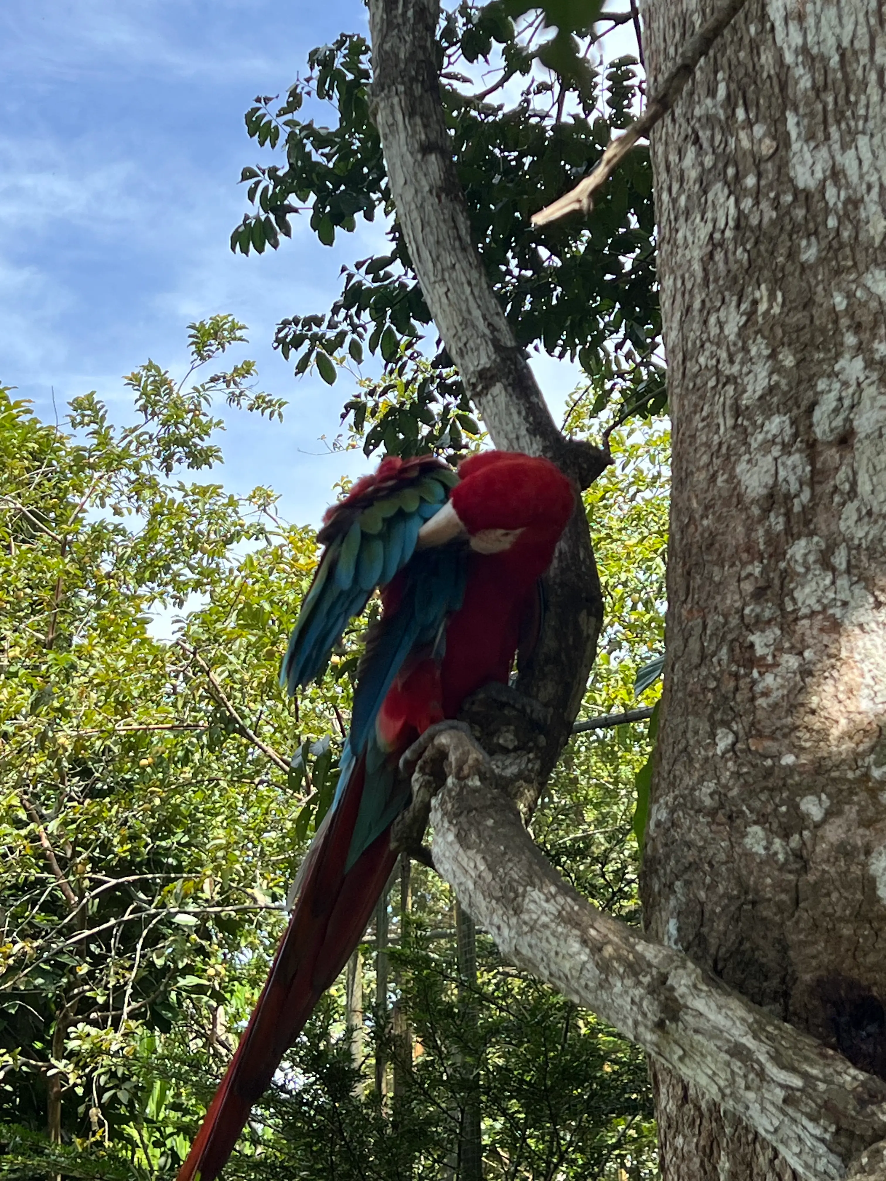 Bosque nublado